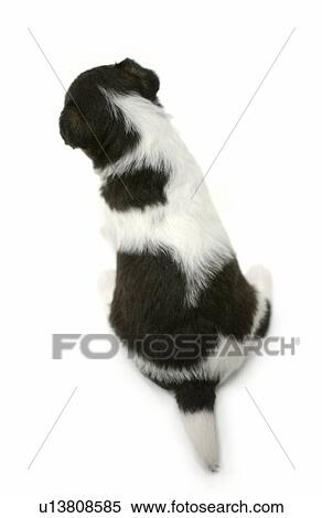 Wire Fox Terrier puppy sitting View Large Photo Image Stock Photography - Wire Fox Terrier puppy sitting. Fotosearch