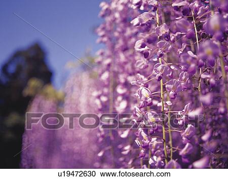 Stock Image - Wisteria, Shiga Prefecture, Honshu, Japan. Fotosearch