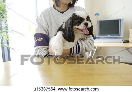 Woman holding Shih Tzu View Large Photo Image Picture - Woman holding Shih Tzu. Fotosearch
