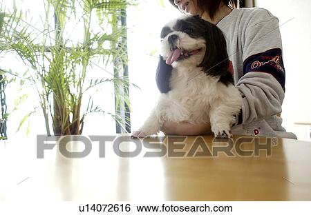 Woman holding Shih Tzu View Large Photo Image Stock Photograph - Woman holding Shih Tzu. Fotosearch