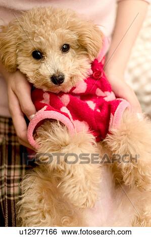 Woman with poodle on lap View Large Photo Image Stock Photograph - Woman with poodle on lap. Fotosearch