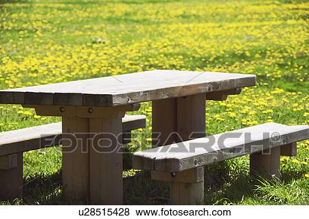 Wooden table and bench in field of dandelions, Towada city, Aomori prefecture, Japan View Large Photo Image Stock Photo - Wooden table and bench in field of dandelions, Towada city, Aomori prefecture, Japan. Fotosearch