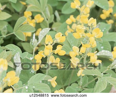 Stock Photography - Yellow flowers, close up, Hakone town, Kanagawa prefecture, Japan. Fotosearch