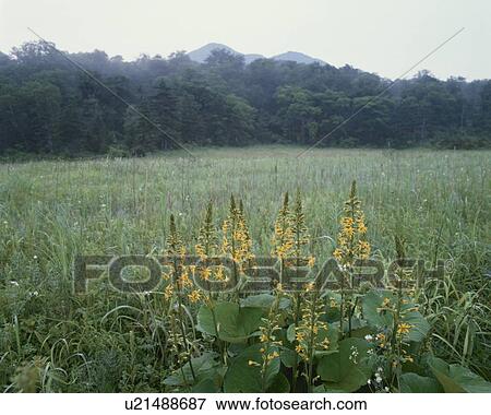 Yellow flowers in Ozegahara, Katashina village, Gunma prefecture, Japan View Large Photo Image Stock Photo - Yellow flowers in Ozegahara, Katashina village, Gunma prefecture, Japan. Fotosearch