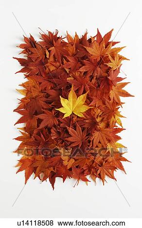 Stock Photo - Yellow leaf among red leaves. Fotosearch