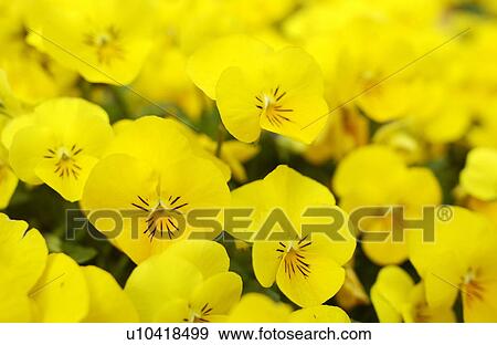 Yellow pansies View Large Photo Image Stock Photo - Yellow pansies. Fotosearch