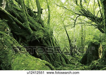 Yodogawa trail, Kagoshima Prefecture, Kyushu, Japan View Large Photo Image Stock Image - Yodogawa trail, Kagoshima Prefecture, Kyushu, Japan. Fotosearch