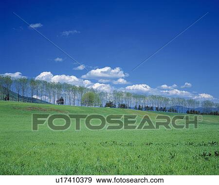 A field and row of trees in Maniwa, Okayama Prefecture, Japan View Large Photo Image Stock Photo - A field and row of trees in Maniwa, Okayama Prefecture, Japan. Fotosearch