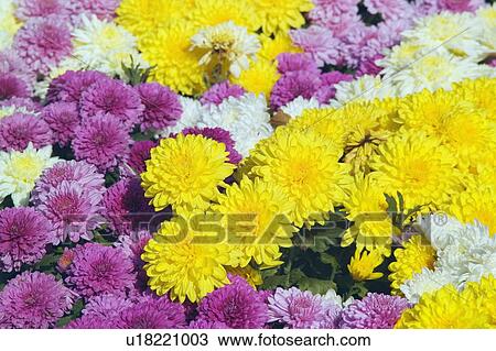Stock Image - A flowerbed of colourful chrysasnthemum. Fotosearch