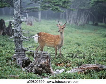 Stock Photo - A young deer in a forest clearing. Fotosearch