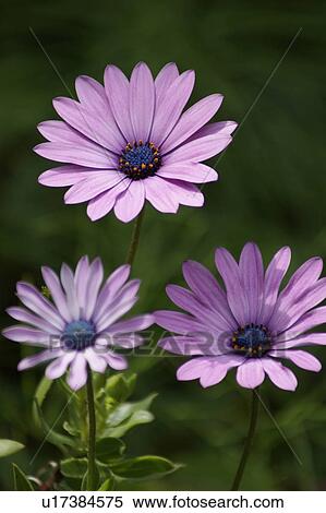 African daisies View Large Photo Image Stock Photography - African daisies. Fotosearch