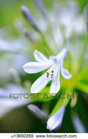 Agapanthus View Large Photo Image Stock Photo - Agapanthus. Fotosearch