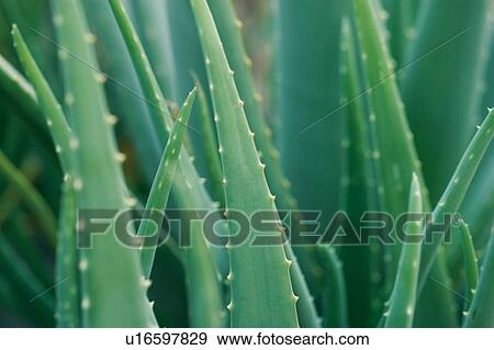 Aloe-Vera leaves View Large Photo Image Stock Photo - Aloe-Vera leaves. Fotosearch
