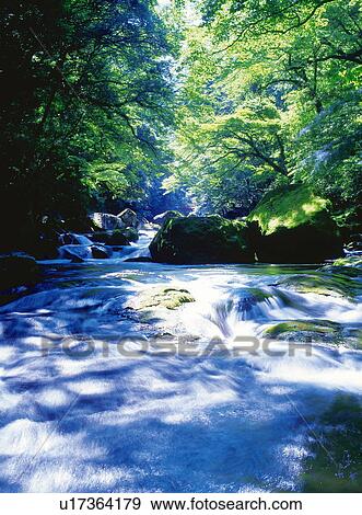 Alpine stream and green trees, Kikuchi Valley, Kumamoto Prefecture, Japan View Large Photo Image Stock Photo - Alpine stream and green trees, Kikuchi Valley, Kumamoto Prefecture, Japan. Fotosearch