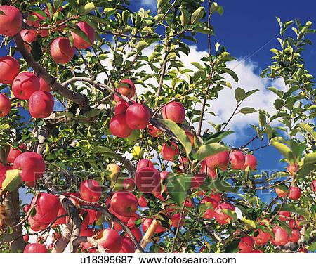 Apple tree with ripe red apples View Large Photo Image Stock Photo - Apple tree with ripe red apples. Fotosearch
