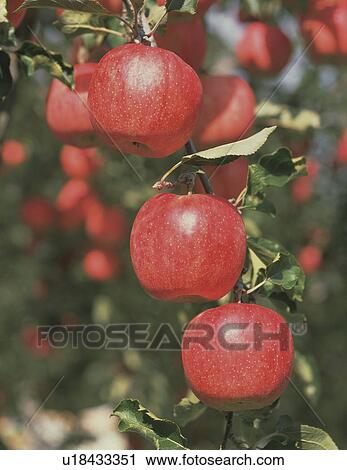 Apples growing on a branch, Nakano, Nagano Prefecture, Japan View Large Photo Image Stock Image - Apples growing on a branch, Nakano, Nagano Prefecture, Japan. Fotosearch