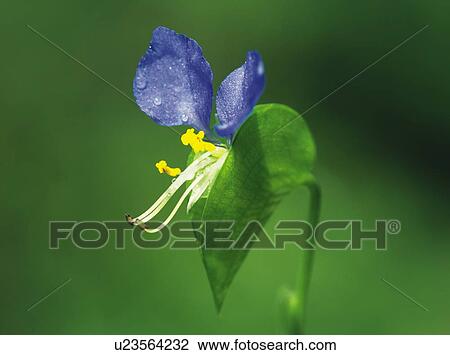 Asiatic dayflower View Large Photo Image Stock Image - Asiatic dayflower. Fotosearch