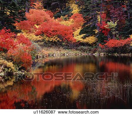 Stock Photo - Autumn foliage beside a lake, Taisetsu plateau, Kamikawa-machi, Hokkaido, Japan. Fotosearch