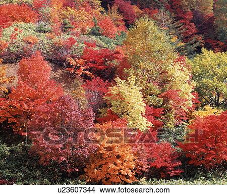 Autumn foliage, Hachimantai, Iwate Prefecture, Japan View Large Photo Image Picture - Autumn foliage, Hachimantai, Iwate Prefecture, Japan. Fotosearch