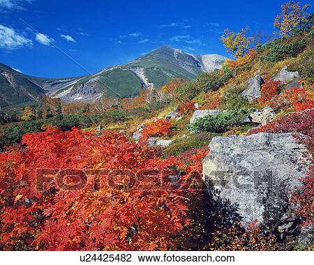 Stock Image - Autumn foliage in front of Mt. Norikura, Nagano Prefecture, Japan. Fotosearch