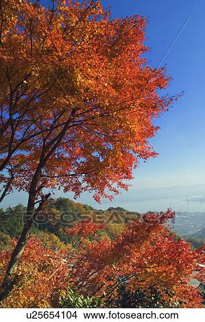 Autumn foliage, Shiga Prefecture, Japan View Large Photo Image Picture - Autumn foliage, Shiga Prefecture, Japan. Fotosearch