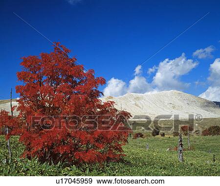 Stock Photo - Autumn tree, Kusatsu-machi, Gumma Prefecture, Japan. Fotosearch