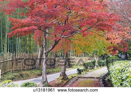 Autumn trees, Sagano, Kyoto Japan, Kyoto, Japan View Large Photo Image Stock Image - Autumn trees, Sagano, Kyoto Japan, Kyoto, Japan. Fotosearch