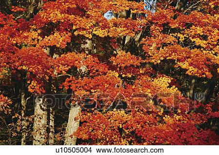 Picture - Autumnal leaves, Norikura plateau, Nagano Prefecture, Japan. Fotosearch