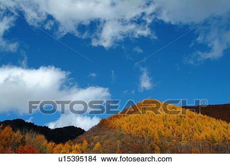 Autumnal leaves on a mountain, Norikura plateau, Nagano Prefecture, Japan View Large Photo Image Picture - Autumnal leaves on a mountain, Norikura plateau, Nagano Prefecture, Japan. Fotosearch