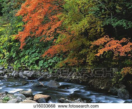 Autumnal leaves overhanging a forest stream, Hokkaido, Japan View Large Photo Image Stock Photo - Autumnal leaves overhanging a forest stream, Hokkaido, Japan. Fotosearch