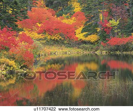 Stock Image - Autumnal leaves reflected in a lake, Kamikawa-Machi, Hokkaido, Japan. Fotosearch