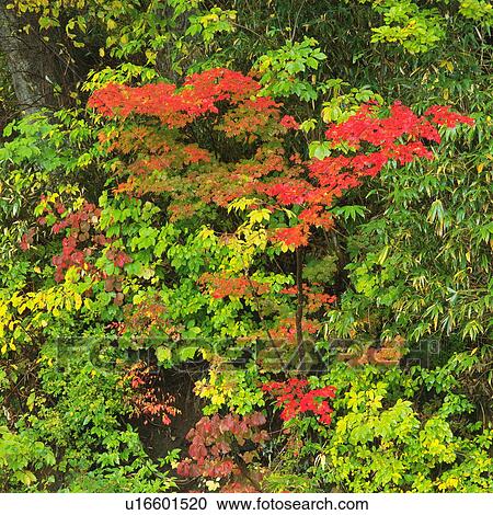 Autumnal leaves, Senboku, Akita Prefecture, Japan View Large Photo Image Stock Image - Autumnal leaves, Senboku, Akita Prefecture, Japan. Fotosearch