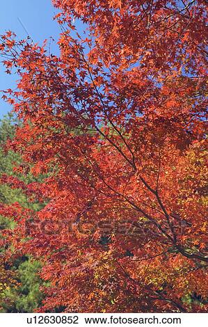 Autumnal leaves View Large Photo Image Stock Image - Autumnal leaves. Fotosearch