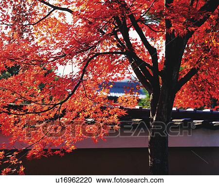 Autumnal leaves View Large Photo Image Stock Image - Autumnal leaves. Fotosearch