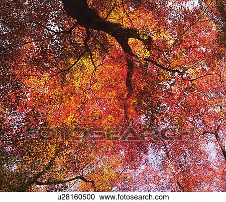 Autumnal leaves View Large Photo Image Stock Image - Autumnal leaves. Fotosearch