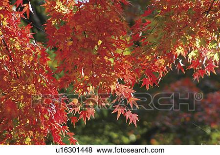 Stock Photo - Autumnal leaves, Tokyo, Japan. Fotosearch