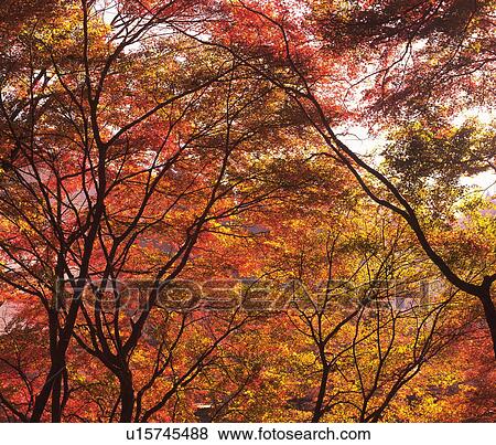 Autumnal leaves, Toyota, Aichi Prefecture, Japan View Large Photo Image Stock Photo - Autumnal leaves, Toyota, Aichi Prefecture, Japan. Fotosearch