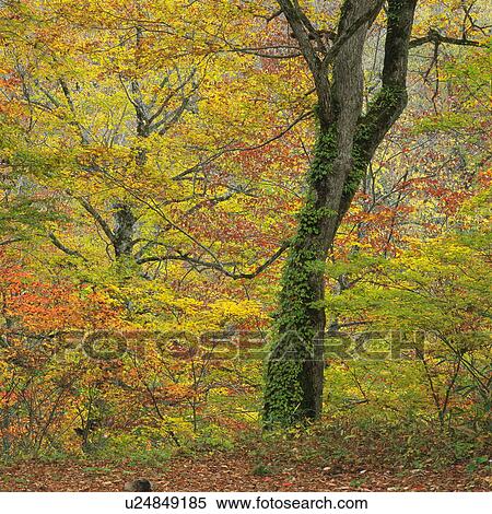 Autumnal leaves, Uonuma, Niigata Prefecture, Japan View Large Photo Image Stock Photography - Autumnal leaves, Uonuma, Niigata Prefecture, Japan. Fotosearch