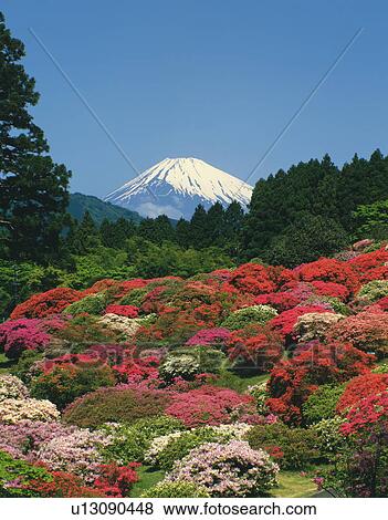Stock Photo - Azalea bushes infront of a snow-capped Mt. Fuji, Kanagawa Prefecture, Japan. Fotosearch