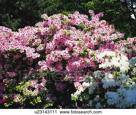 Azalea, Shimonoseki, Yamaguchi Prefecture, Japan View Large Photo Image Stock Image - Azalea, Shimonoseki, Yamaguchi Prefecture, Japan. Fotosearch