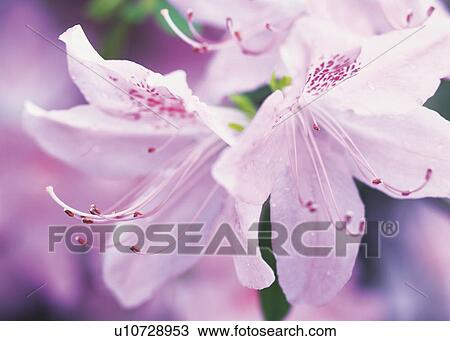 Azalea View Large Photo Image Stock Image - Azalea. Fotosearch