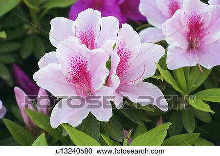 Azalea View Large Photo Image Stock Image - Azalea. Fotosearch