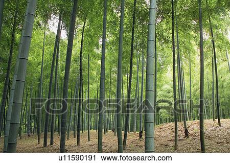 Stock Image - Bamboo forest. Fotosearch