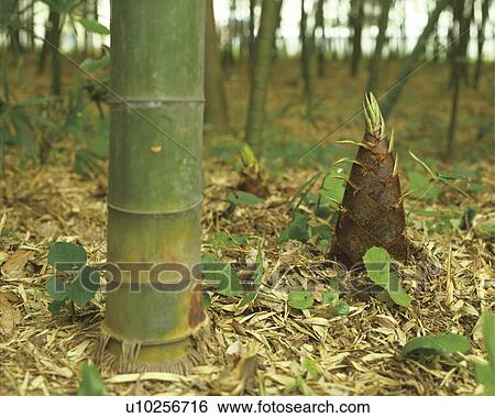 Stock Photograph - Bamboo shoot next to a fully grown bamboo, Yokohama, Kanagawa Prefecture, Japan. Fotosearch