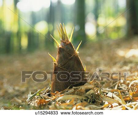 Bamboo shoot View Large Photo Image Stock Image - Bamboo shoot. Fotosearch
