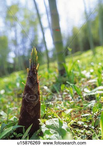 Stock Photo - Bamboo shoot. Fotosearch