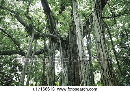 Banyan Tree View Large Photo Image Stock Image - Banyan Tree. Fotosearch