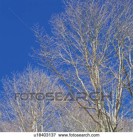 Stock Photo - Bare trees against a blue sky during winter. Fotosearch