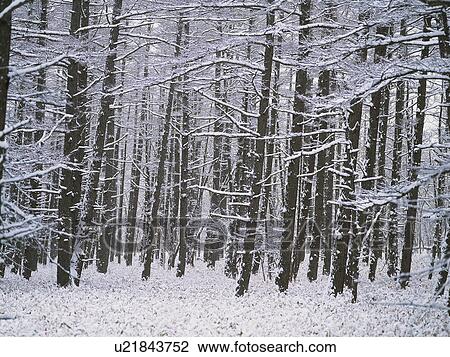 Stock Image - Bare trees covered in snow. Fotosearch