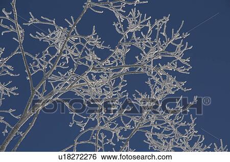 Stock Photograph - Bare trees in the Hijiri Kogen mountains in the Nagano Prefecture, Japan. Fotosearch